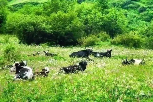 宝马自行车，价格、图片与友情的温馨故事